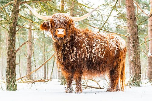 Portret van een Schotse Hooglander in de sneeuw tijdens de winter