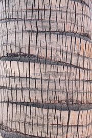 Palm, Palme, Paume von Yvonne de Waal Malefijt