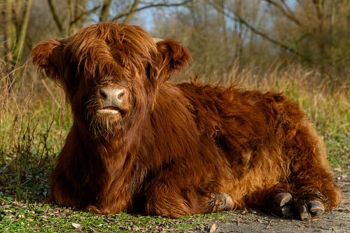 Schotse hooglander