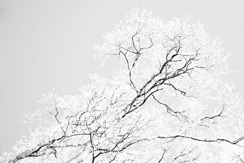 branches stylisées en noir et blanc par Jan Fritz
