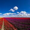 Champs de tulipes en fleurs dans la campagne de Groningue sur Gert Hilbink