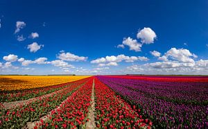 Blühende Tulpenfelder in der Landschaft von Groningen