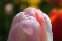 Guten Morgen, Sonnenschein