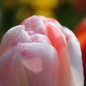 Goodmorning sunshine van de buurtfotograaf Leontien