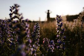 Lila Blumen im Feld von Studio Snouk.
