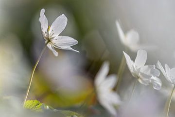 White wood anemone in dreamy mood