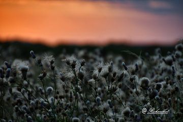 beautiful sunset. feather thistle.