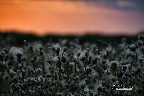 beau coucher de soleil. chardon plumeux.