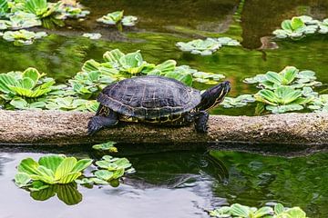 Rotwangen-Schmuckschildkröte auf einem Baumstamm in einem Teich, der sich im Wasser spiegelt von Andreea Eva Herczegh