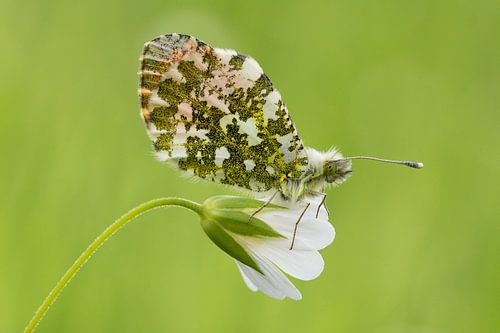 oranjetipje in detail op grote muur