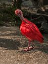 Roter Ibis : Tierpark der alten Hand von Loek Lobel Miniaturansicht