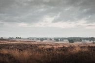 Das letzte Tageslicht | Die Veluwe-Heidelandschaft von Nanda van der Eijk Miniaturansicht