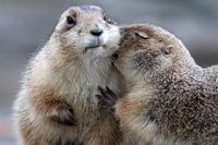 Liefde