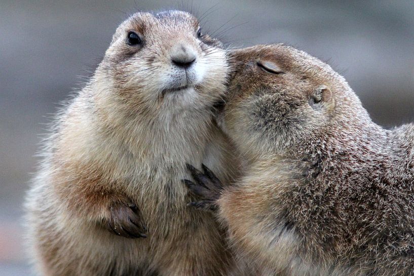 Liefde by Anneke Kooiker