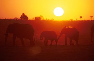 Elephants in the evening light. by Paul van Gaalen, natuurfotograaf