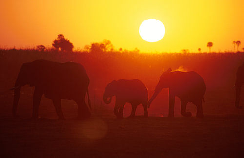 Elephants in the evening light.