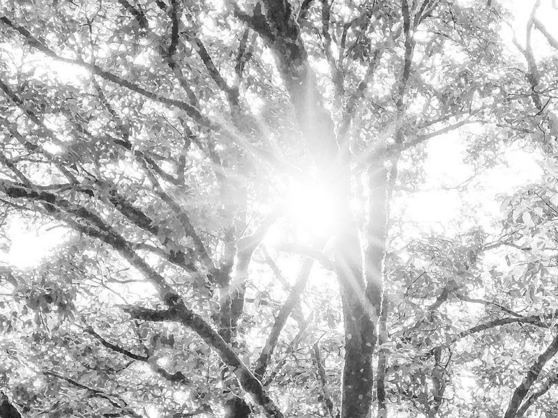 Forest by Naturzauberin