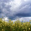 Couverture nuageuse spectaculaire sur un champ de colza sur Alice Berkien-van Mil