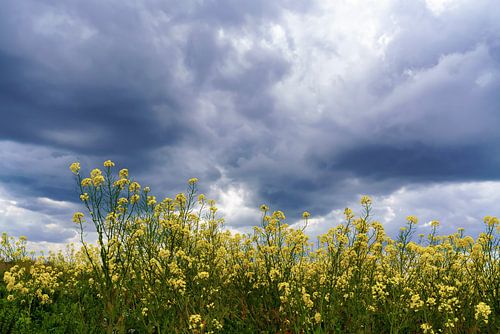 Spectacular clouds above a rapeseed field by Alice Berkien-van Mil