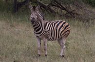Zebra in kleur van Wesley Klijnstra thumbnail