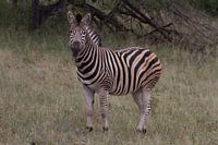Zebra in kleur