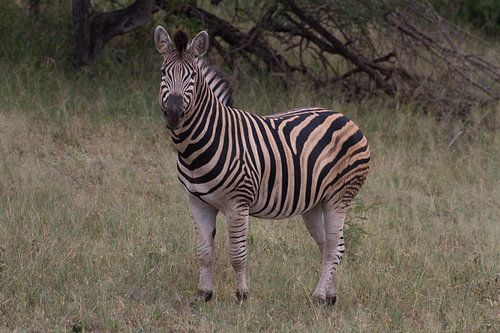 Zebra in kleur
