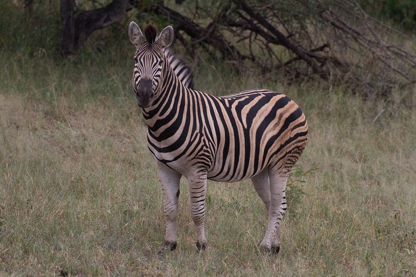 Zebra in kleur van Wesley Klijnstra