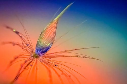 Zaadje van een paardenbloem in macro