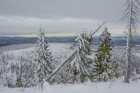 Natuur zijn gang laten gaan
