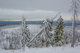 Natuur zijn gang laten gaan van Desirée Couwenberg