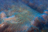 Coral reef in the sea. Close up of corals under water. Underwater photo of coral reef.