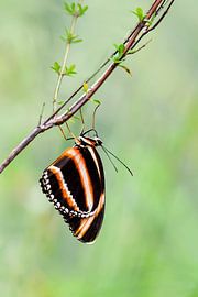 Dryadula phaetusa by Marleen van Meurs