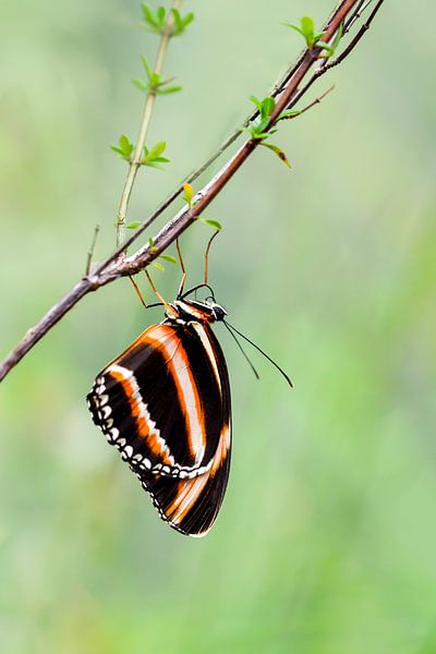 Dryadula phaetusa by Marleen van Meurs