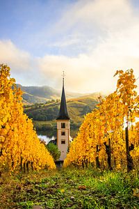 Die Moselschleife, ein wunderschöner Fluss in Deutschland, macht eine 180-Grad-Schleife. mit Weinber