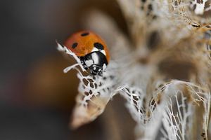 Coccinelle sur une fleur d'hortensia morte