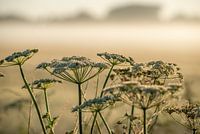 Flowering Fluteweed on a foggy morning.