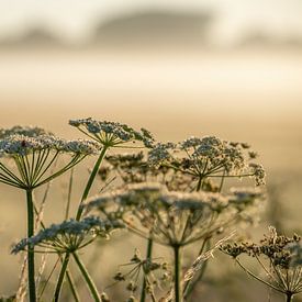 Flowering Fluteweed on a foggy morning. by Jan Golverdingen