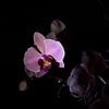 Low Key lila rosa Blume Orchidee schwarzen Hintergrund von Lucia Leemans
