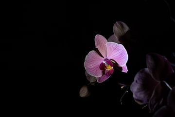 Low key purple pink flower orchid black background by Lucia Leemans