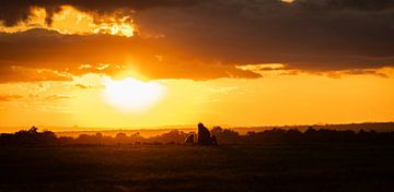 Zonsondergang met bavianen