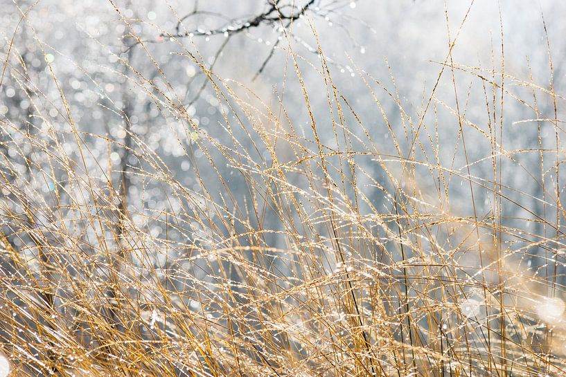 la fonte des neiges dans la végétation par Francois Debets