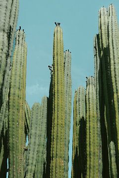 Cactus Gran Canaria van HelloHappylife