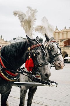 Koetspaarden in Krakow, Polen van Patrycja Polechonska