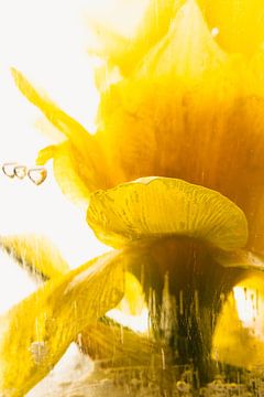 Daffodil in ice 4 by Marc Heiligenstein