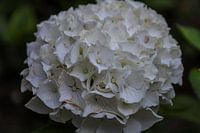 White hydrangea in full bloom