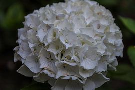 Weiße Hortensie in voller Blüte von By Pure Nature Photography