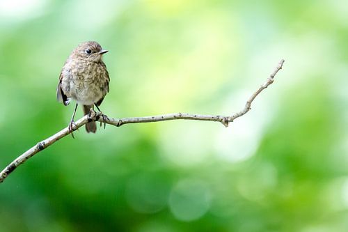 Young robin on a branch