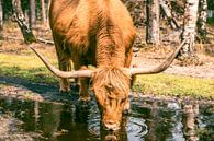 Schotse Hooglander drinkt uit een plas in een natuurreservaat van Sjoerd van der Wal Fotografie thumbnail