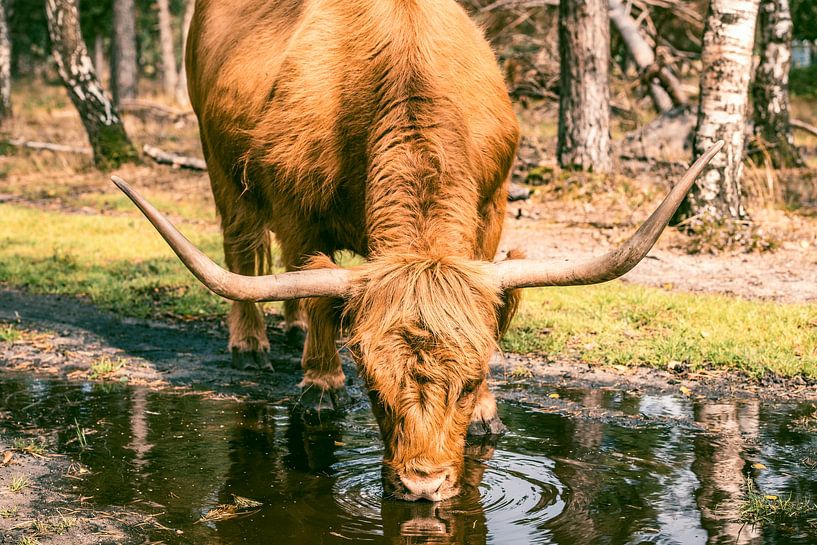 Schotse Hooglander drinkt uit een plas in een natuurreservaat van Sjoerd van der Wal Fotografie