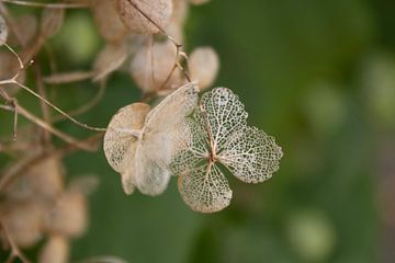 Withered Hydrangeas 01 | Picture